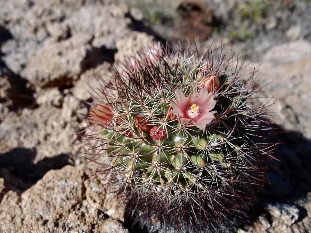 Mammillaria Johnstonii