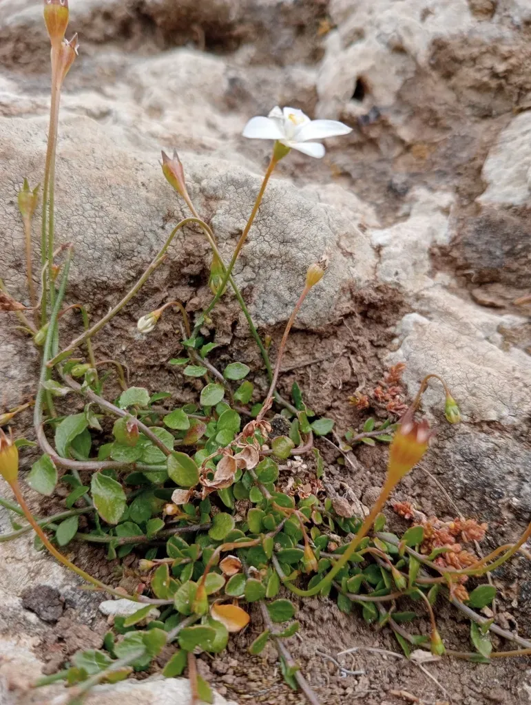 Wahlenbergia Rupestris