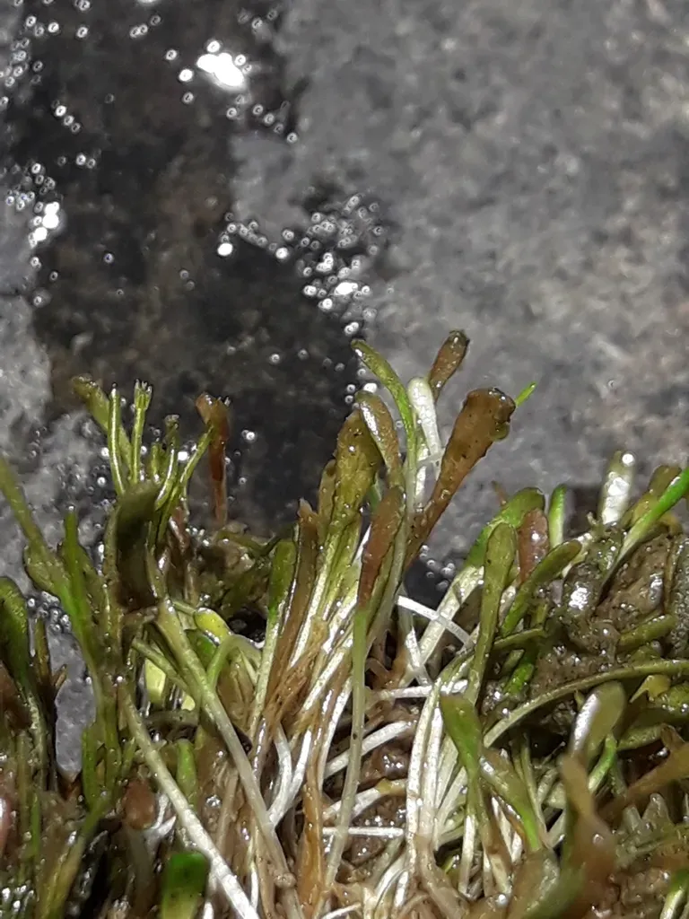 Ranunculus Limosella