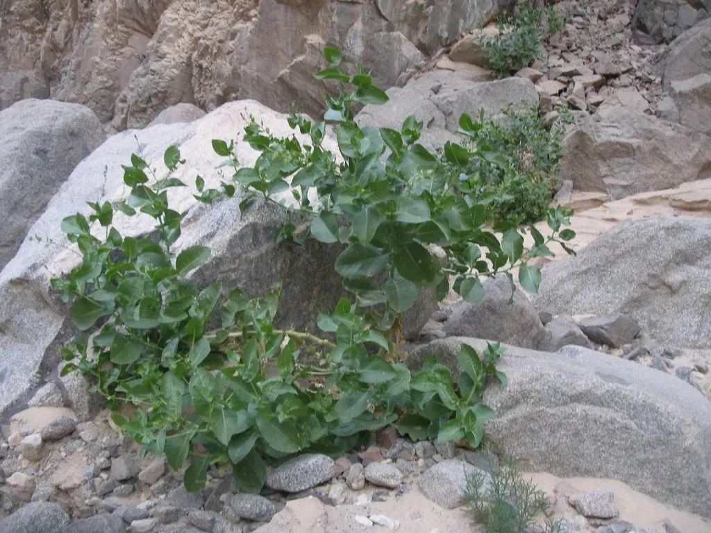 Physorhynchus Chamaerapistrum