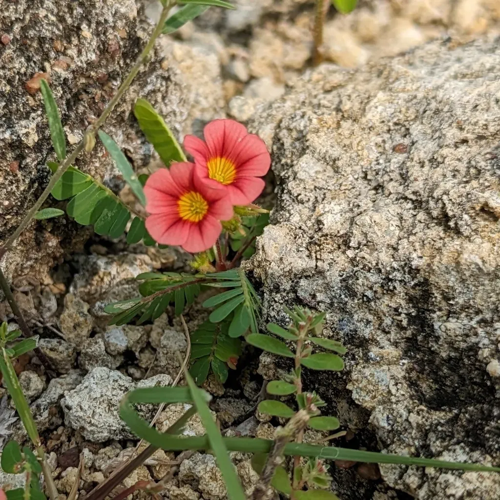 Biophytum Poterioides
