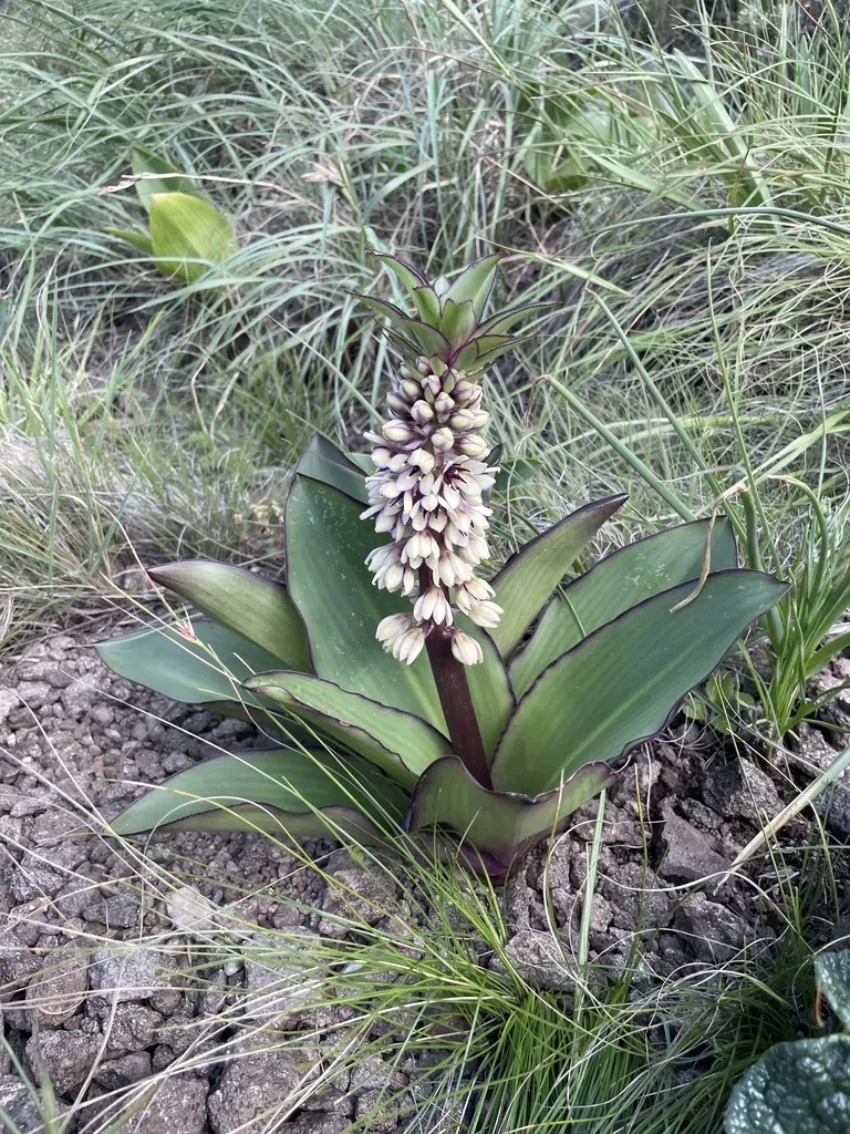 Dwarf Pineapple Lily