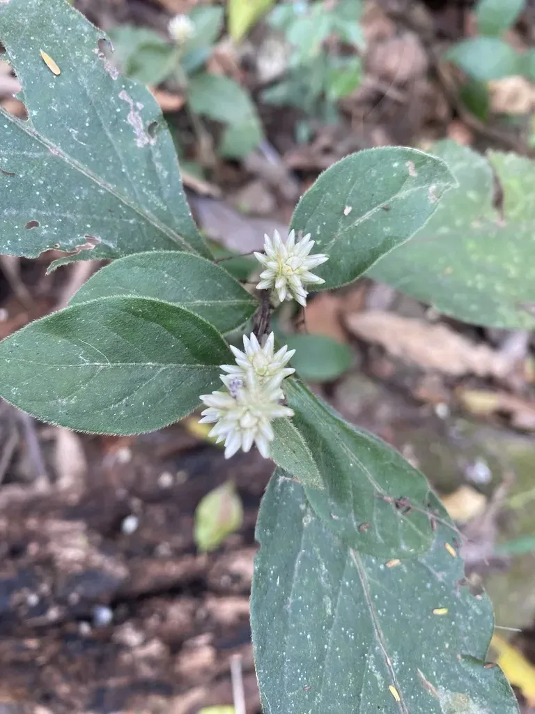 Alternanthera Lanceolata