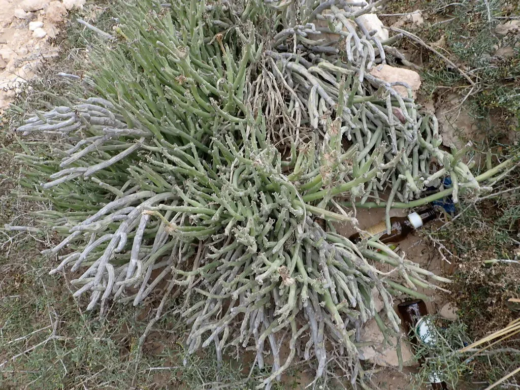 Kleinia Anteuphorbium