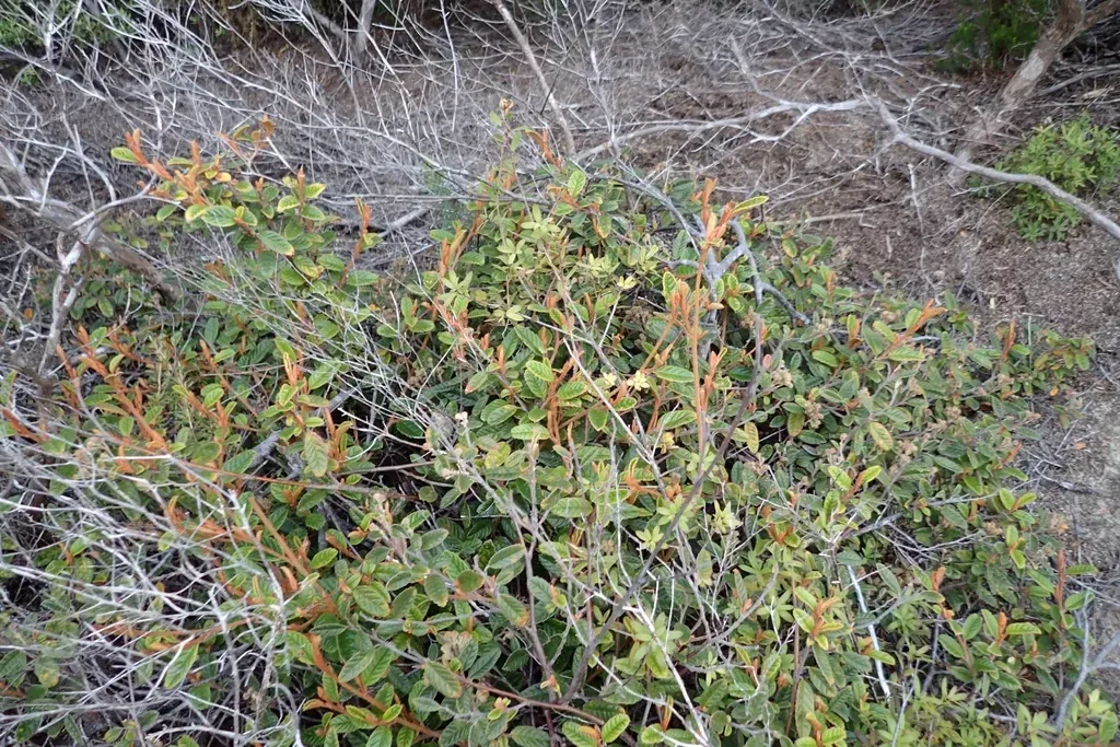 Pomaderris Edgerleyi