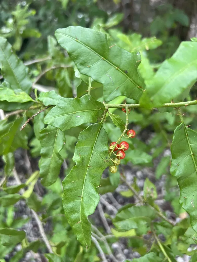 Bahama Nightshade