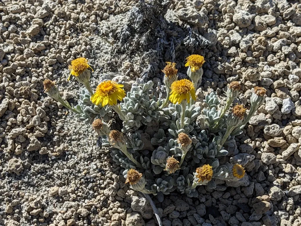 Senecio Portalesianus