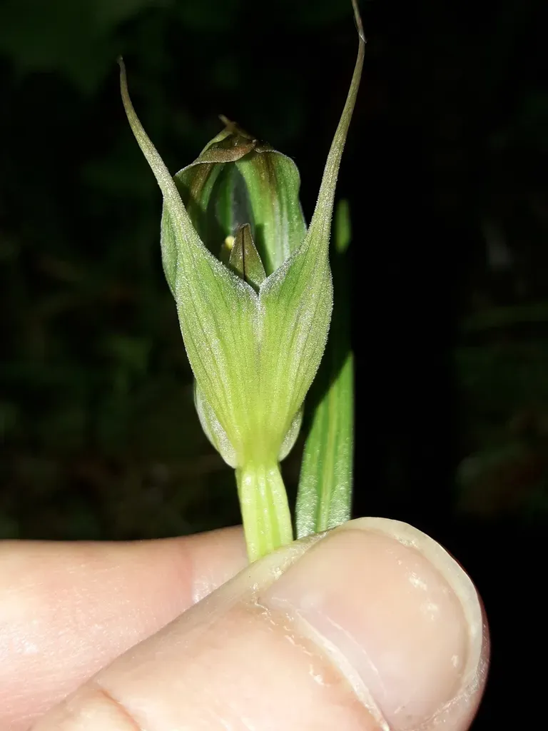 Pterostylis Irwinii
