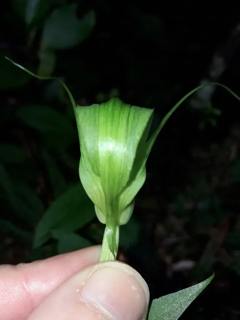 Pterostylis Oliveri