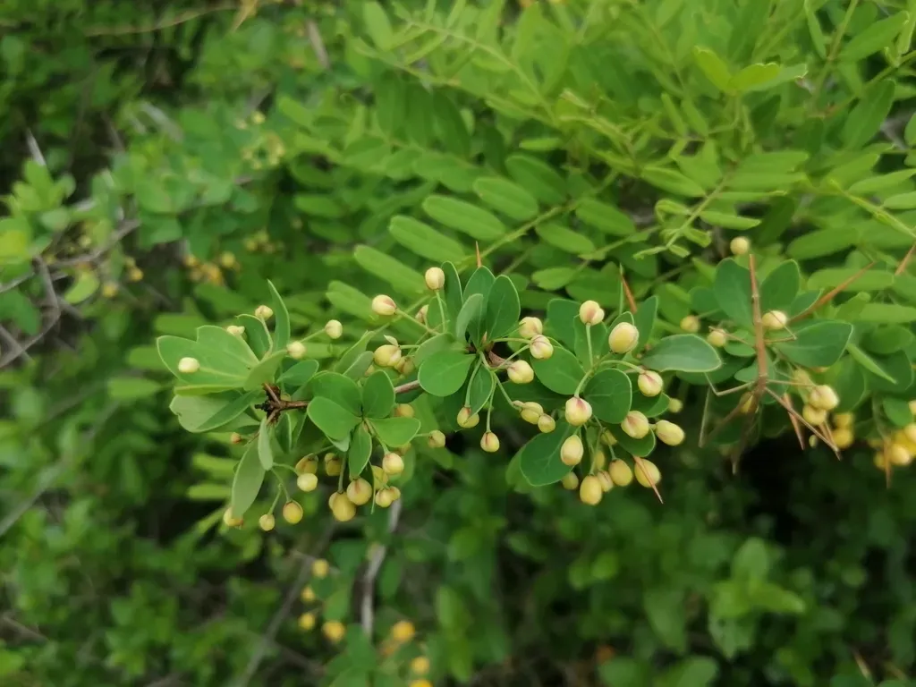 Berberis Boliviana