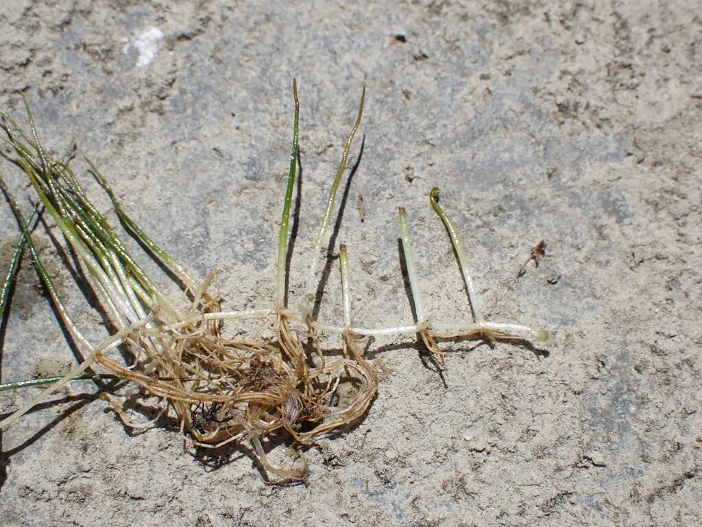 Pilularia Novae-hollandiae