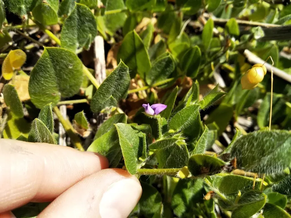 Spearleaf Fountainbush