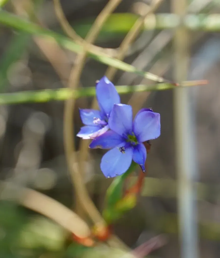 Khahla Capeblue