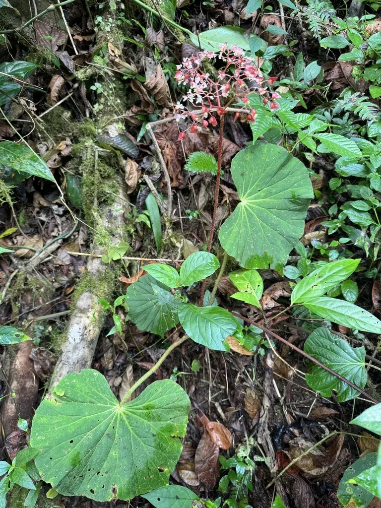 Begonia Itaguassuensis