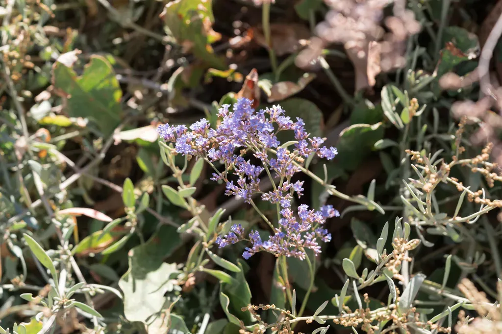 Hirsute Sea-lavender