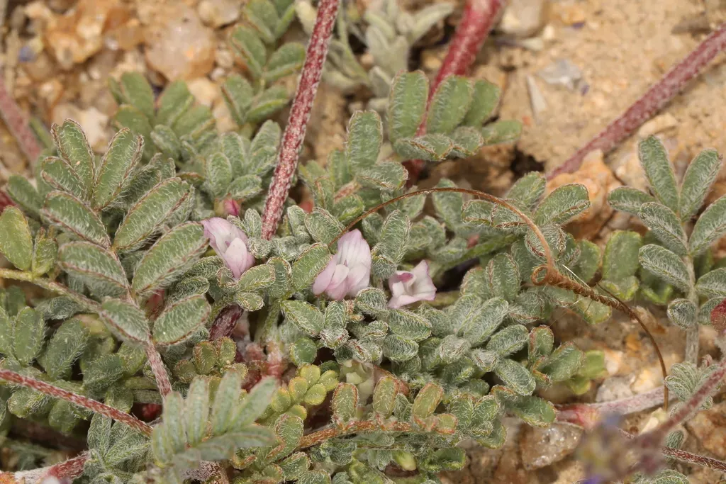 Sharpkeel Milkvetch