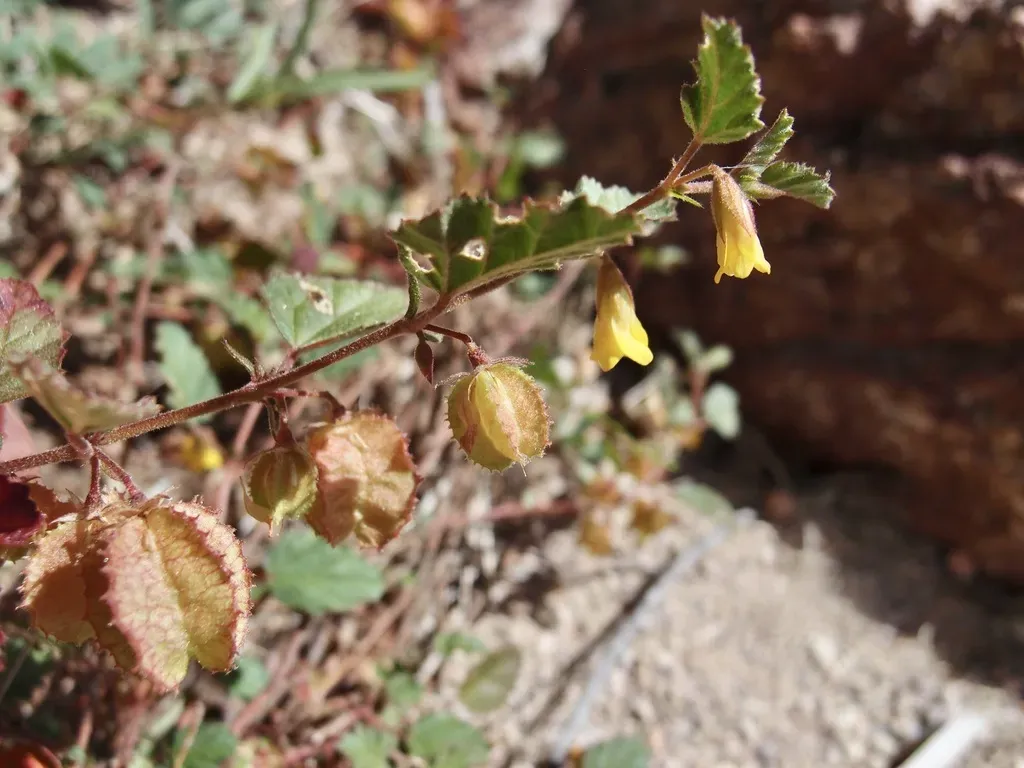 Santa Catalina Burstwort