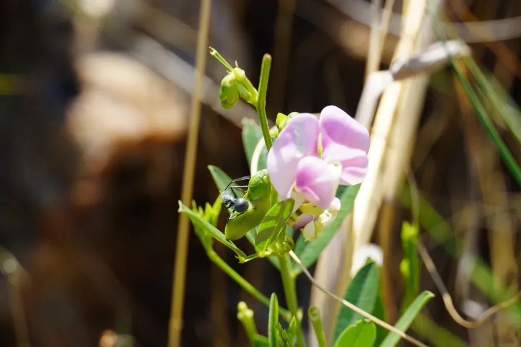 Wild Sweet-pea