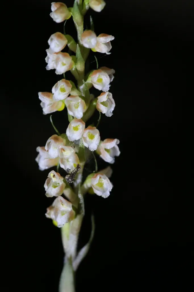 Goodyera Hachijoensis