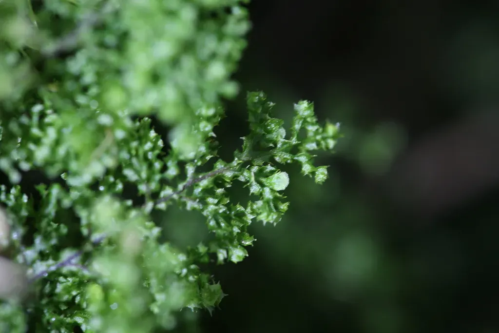 Hymenophyllum Denticulatum