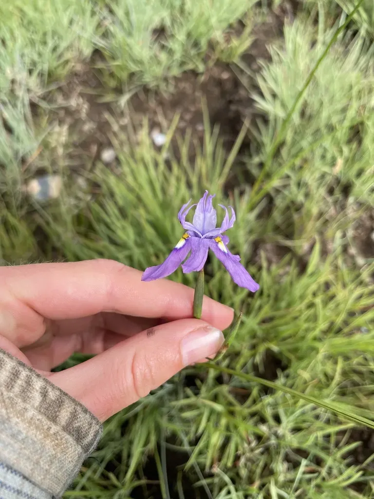 Nodding Wild Moraea