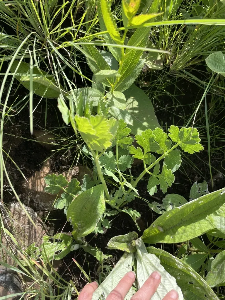 Afrosciadium Caffrum