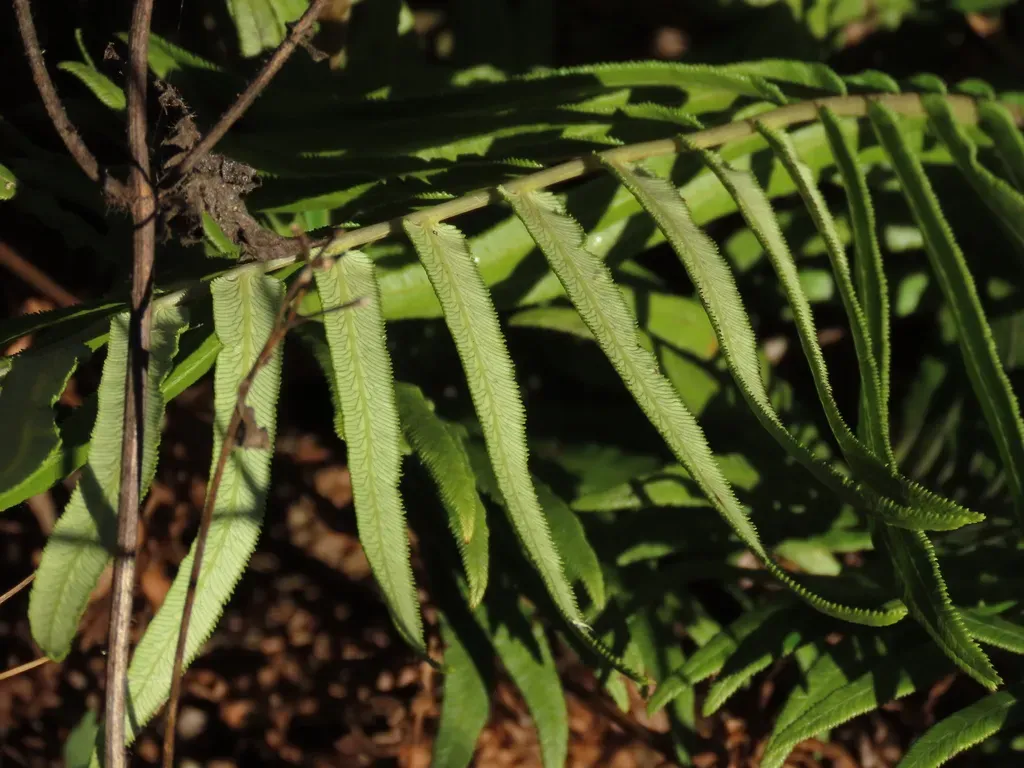 Brainea Insignis