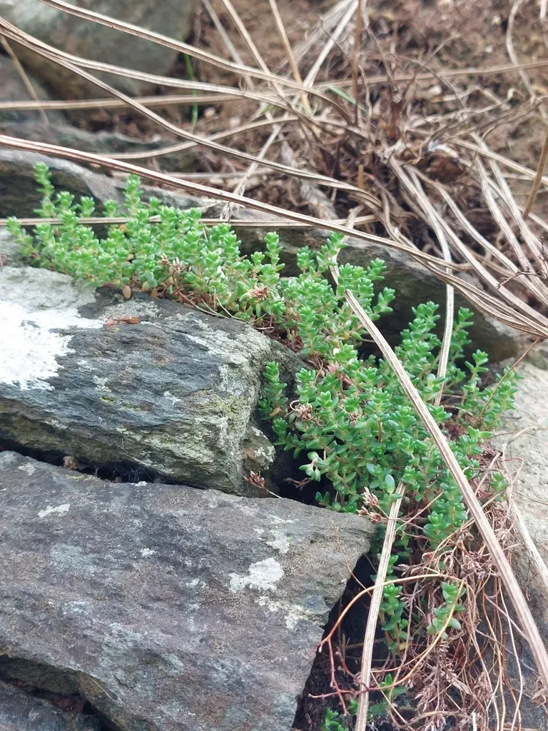English Stonecrop