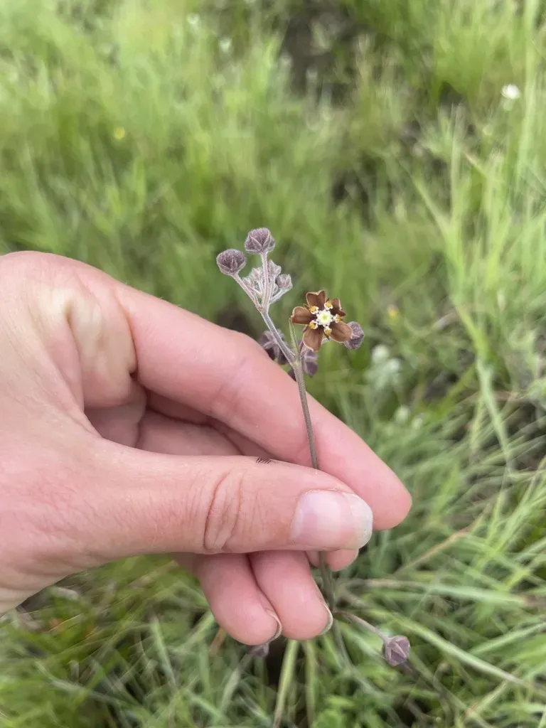 Aspidonepsis Reenensis