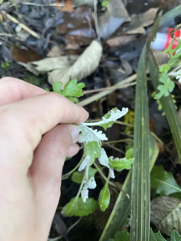 Common Ragwort × Silver Ragwort