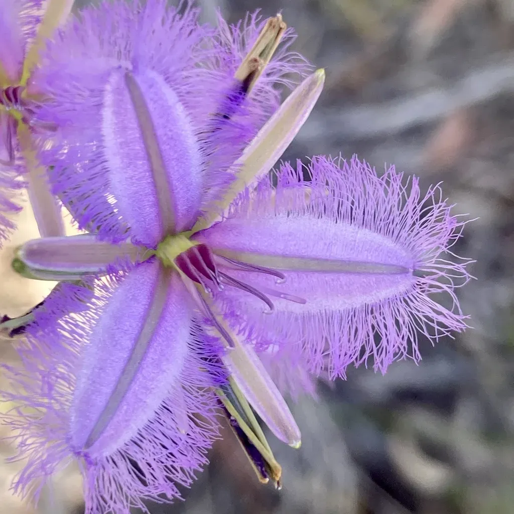 Leafless Fringed Lily
