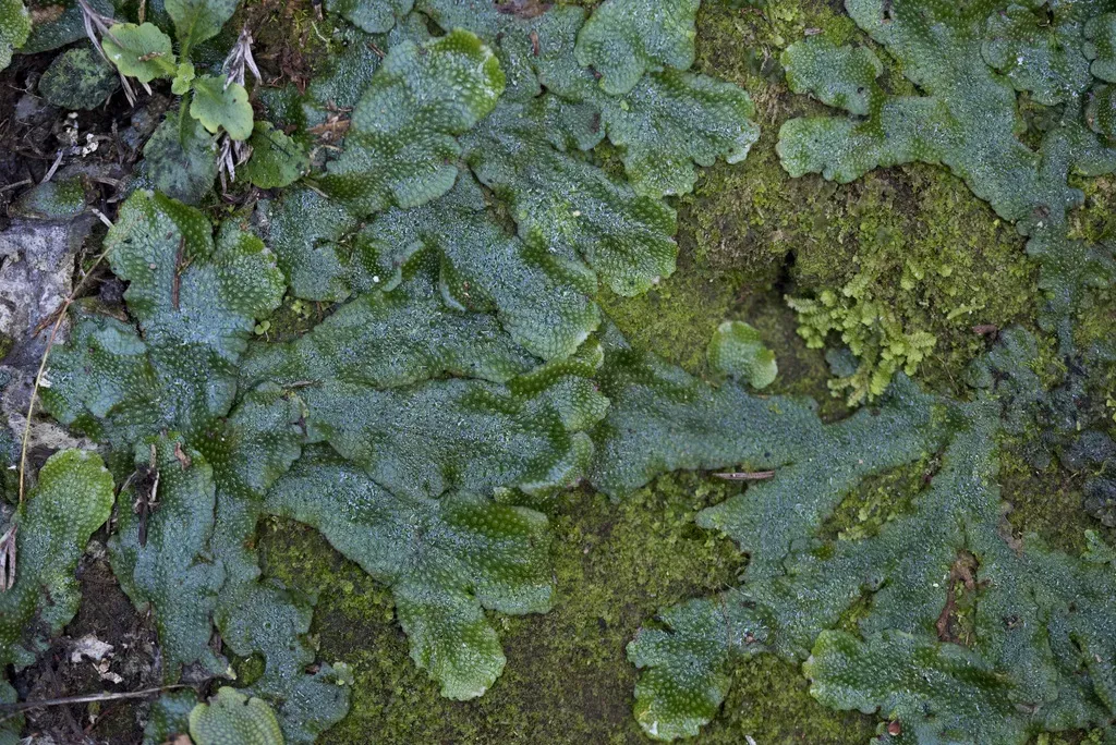 Conocephalum Orientalis