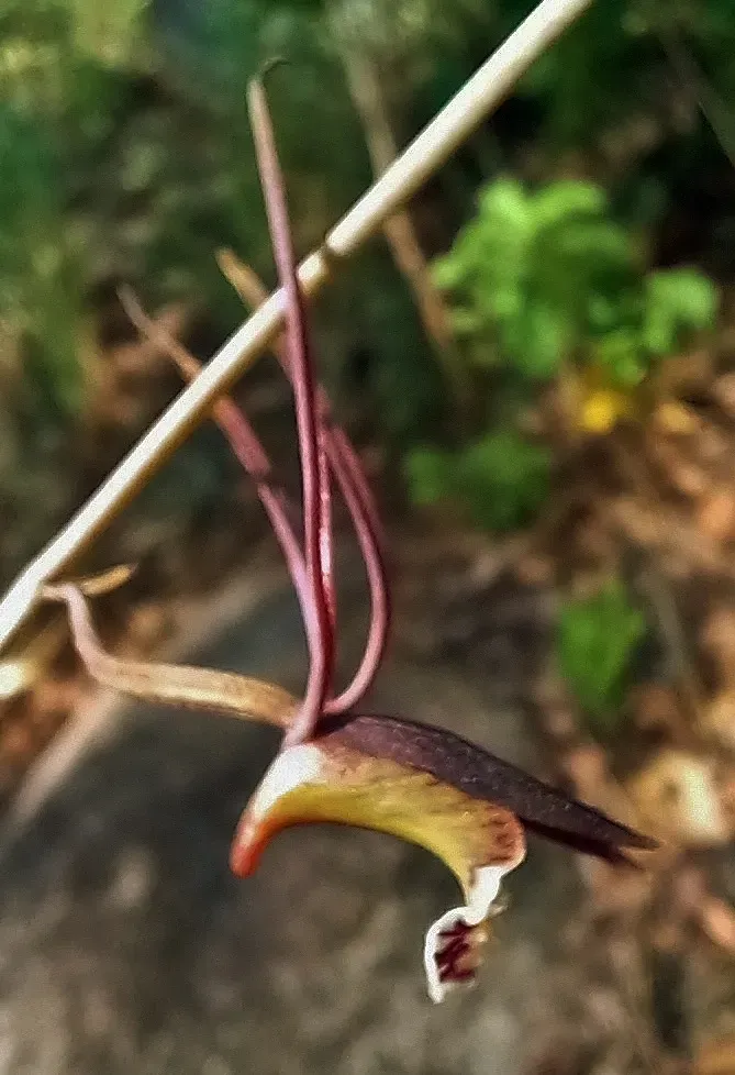 Mohecan Harlequin