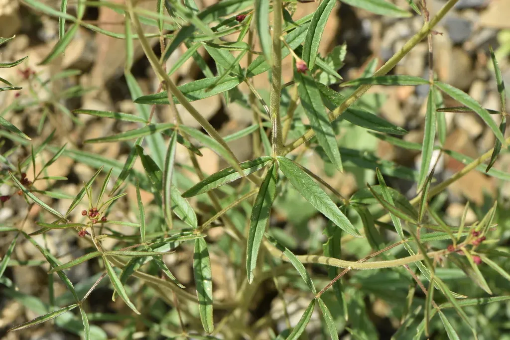 Cleome Violacea