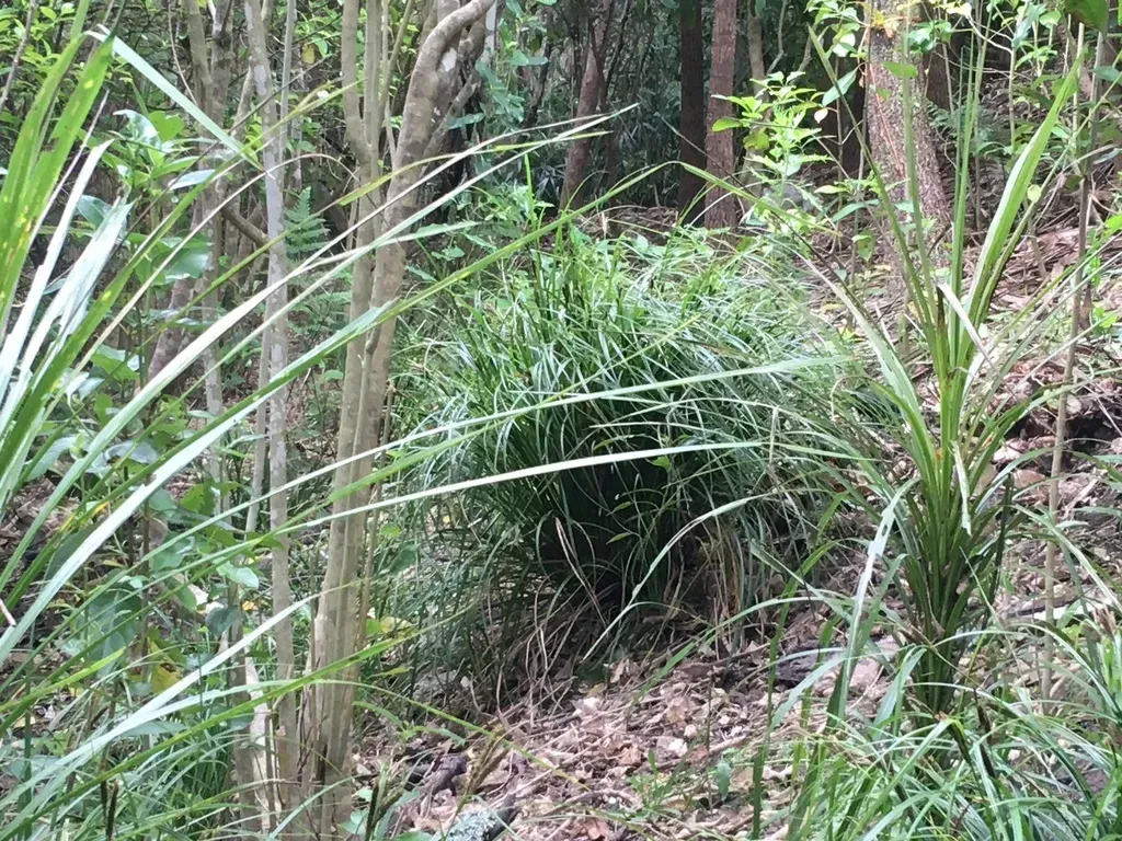 Bush Sedge