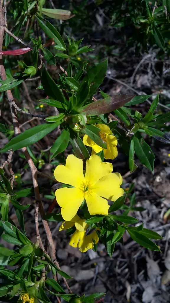 Cut-leaf Hibbertia