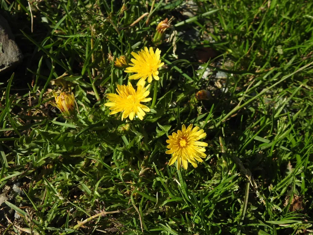 Taraxacum Pyrenaicum