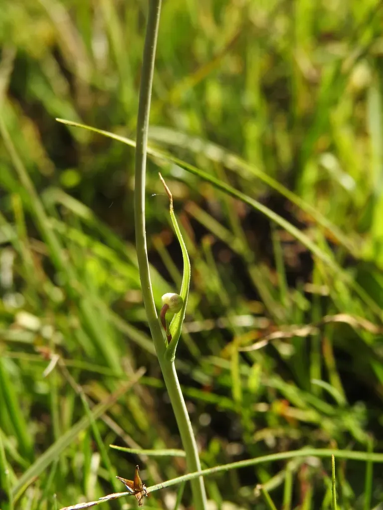 Pyrenean Buttercup