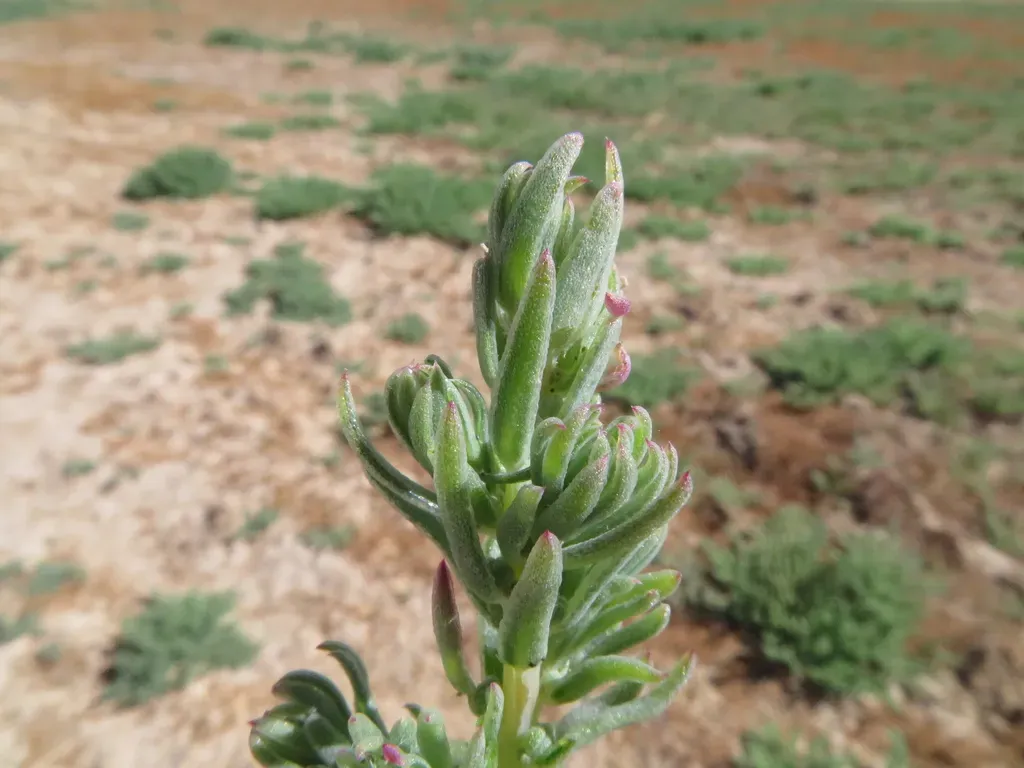 Suaeda Splendens