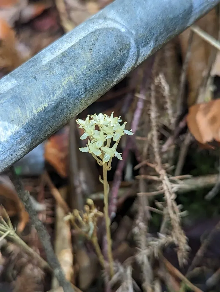 Petrosavia Stellaris