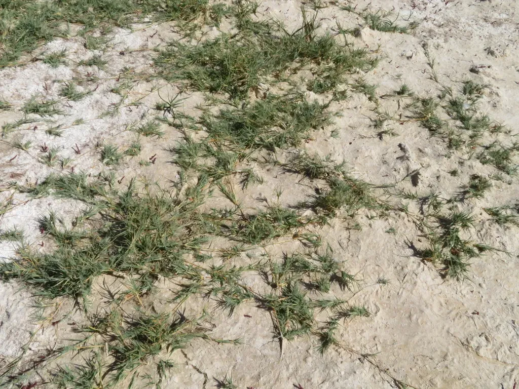 Coastal Cat's-foot-grass