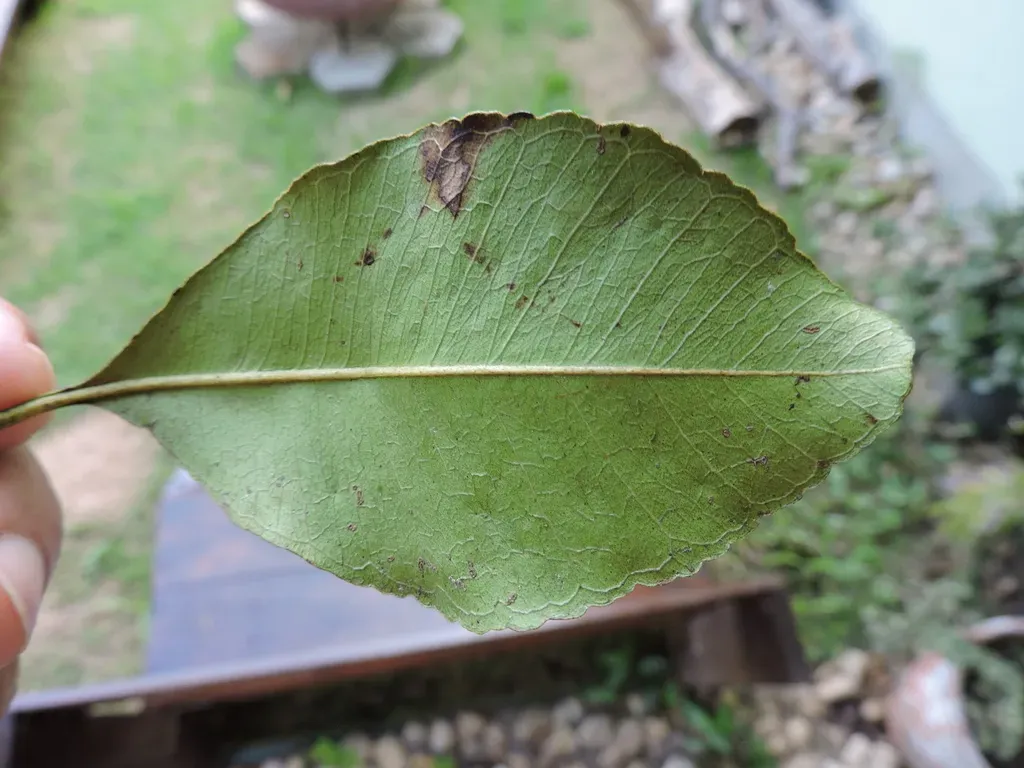 Pimenta Pseudocaryophyllus