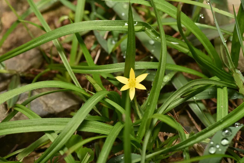 Hypoxis Aurea