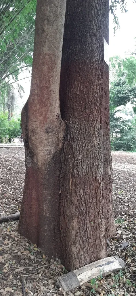 Terminalia Anogeissiana