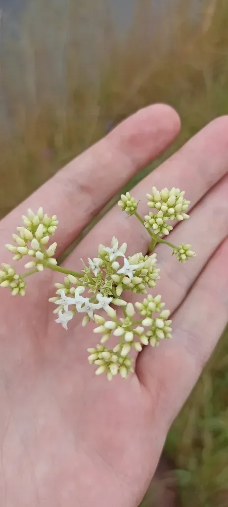 Galianthe Fastigiata