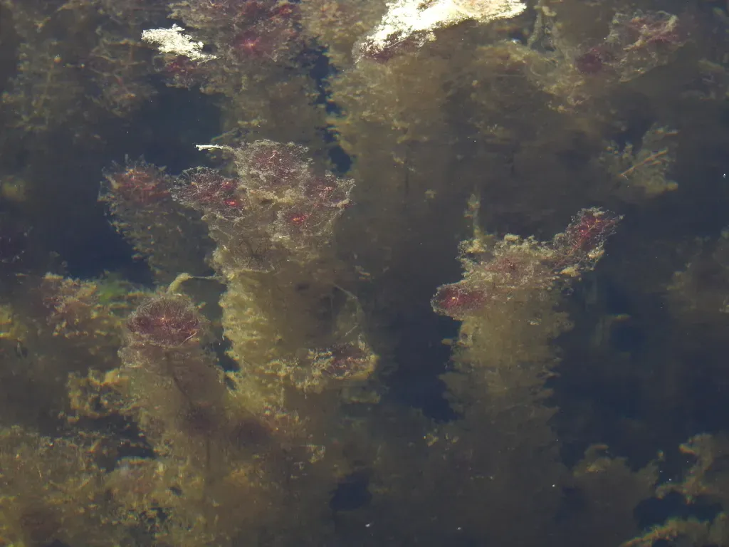 Alternate-flowered Water-milfoil