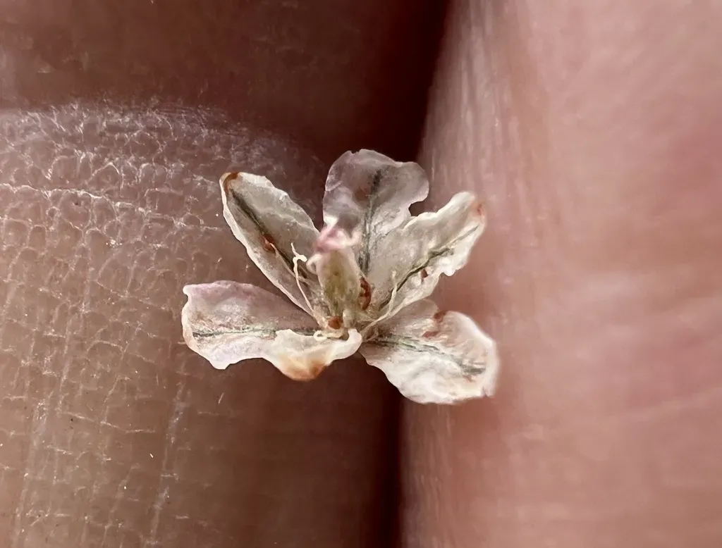 Panamint Mountain Wild Buckwheat