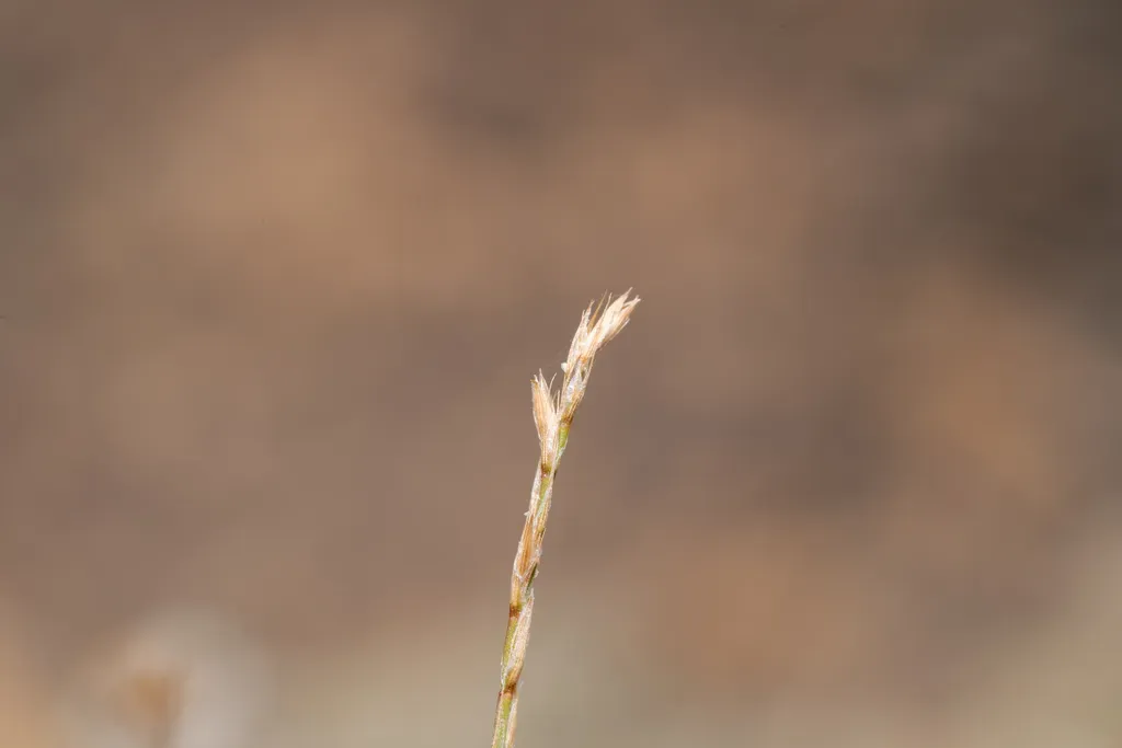 Serpentine Buffonia