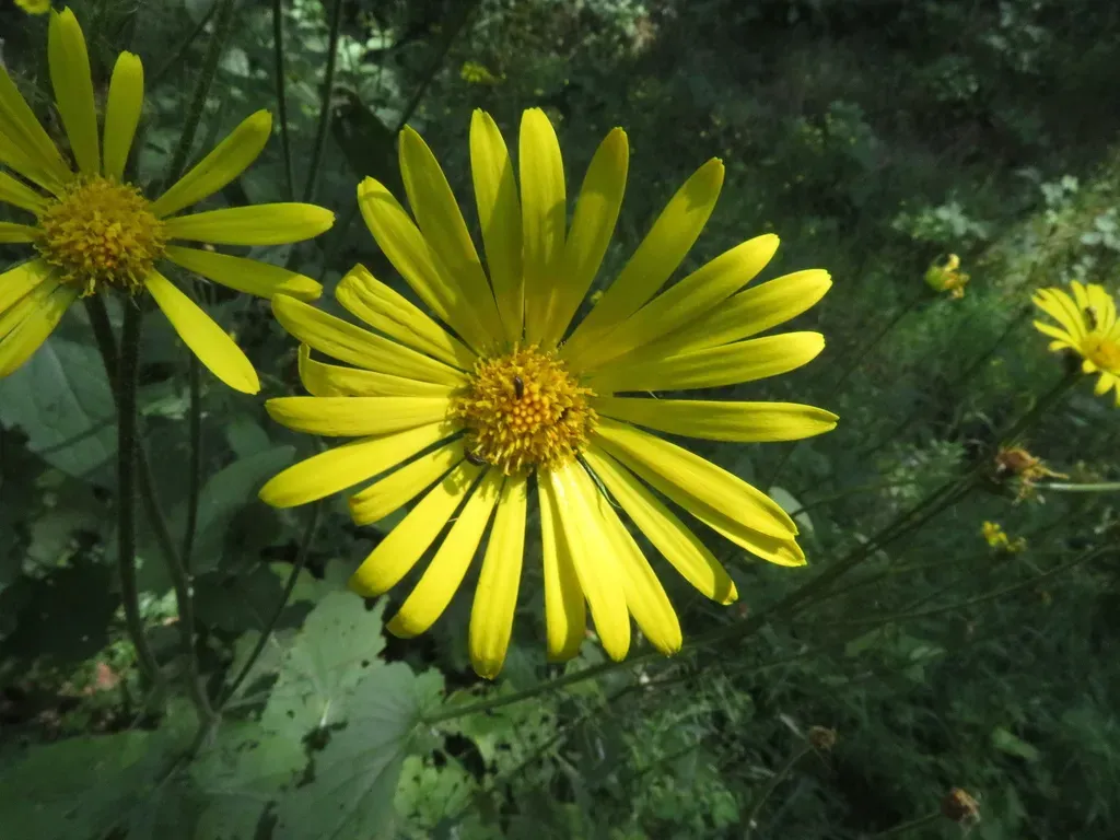 Doronicum Carpetanum