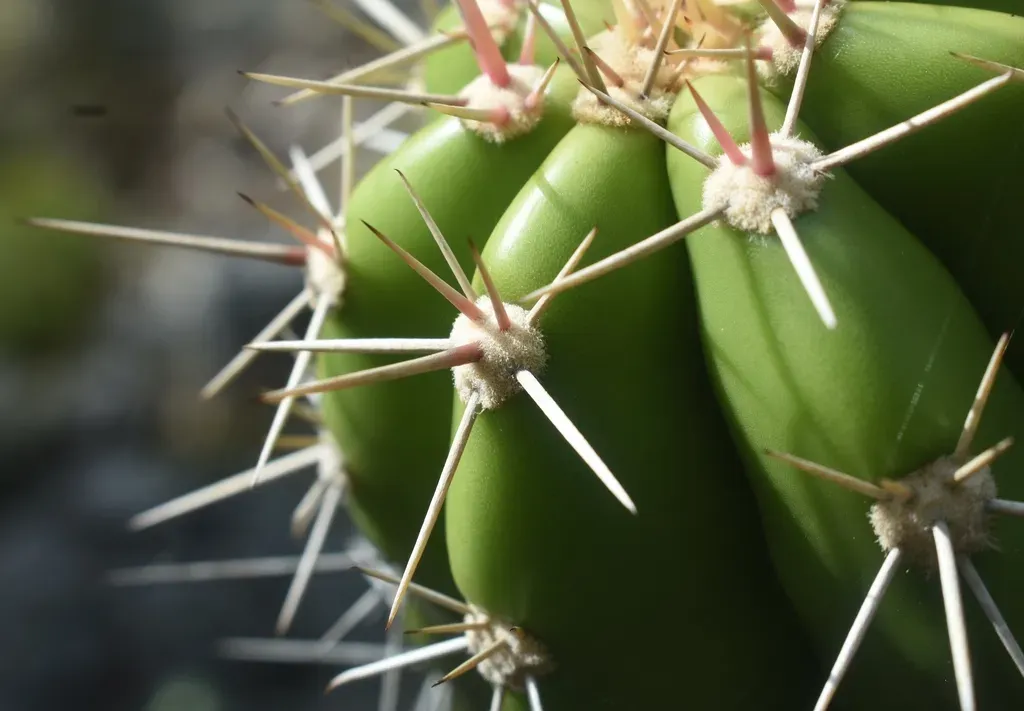Marshallocereus Aragonii